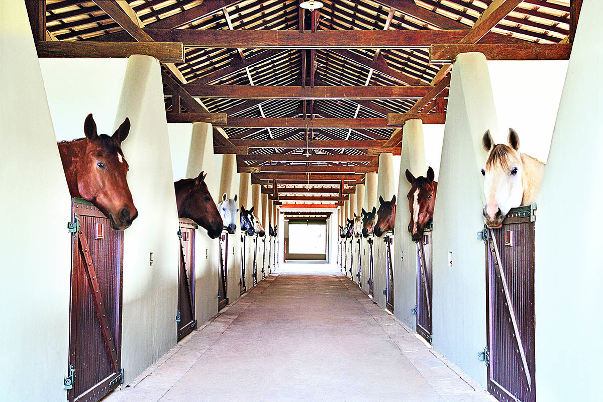 haras larissa revista habitare